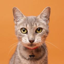 Shelter Stray Female Cat last seen , 3607 N Armenia Ave, Tampa, FL 33607, USA