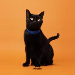 Shelter Stray Male Cat last seen , 3607 N Armenia Ave, Tampa, FL 33607, USA