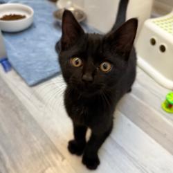 Shelter Stray Male Cat last seen , 2608 Center St, Tacoma, WA 98409, USA