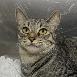 Shelter Stray Unknown Cat last seen , 4575 E Mesquite Ave, Palm Springs, CA 92264, USA