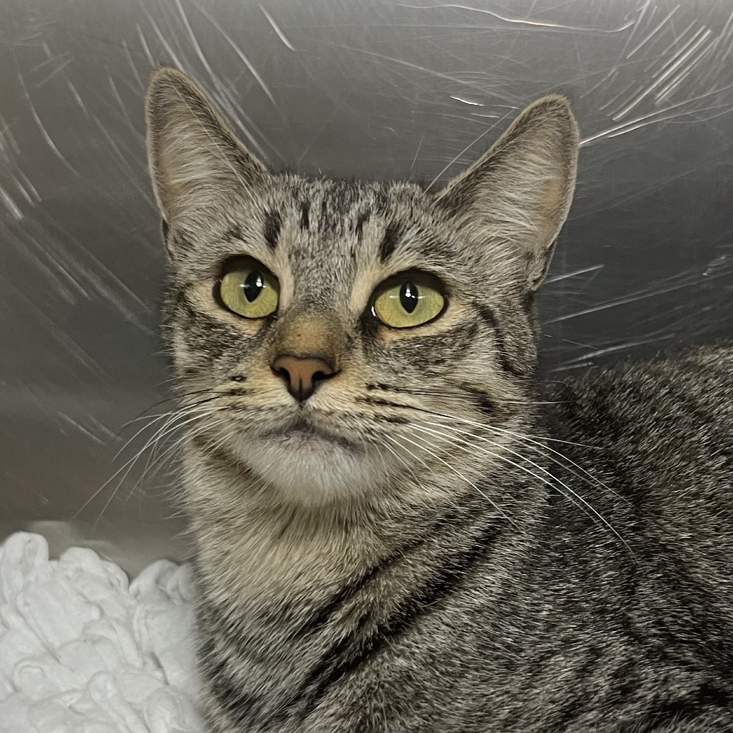 Shelter Stray Unknown Cat last seen , 4575 E Mesquite Ave, Palm Springs, CA 92264, USA