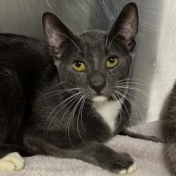 Shelter Stray Male Cat last seen , 4575 E Mesquite Ave, Palm Springs, CA 92264, USA