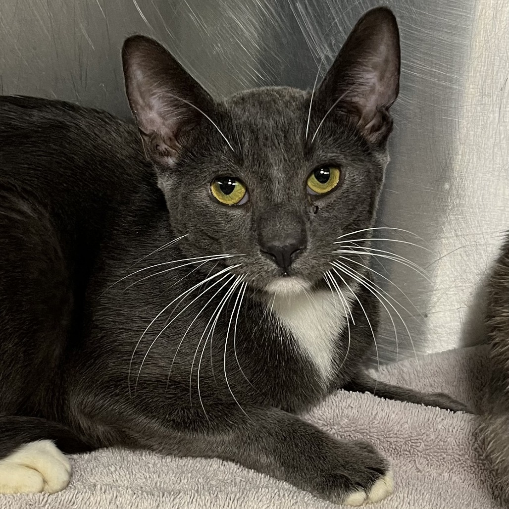 Shelter Stray Male Cat last seen , 4575 E Mesquite Ave, Palm Springs, CA 92264, USA