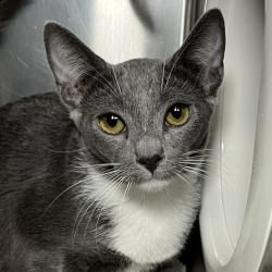 Shelter Stray Female Cat last seen , 4575 E Mesquite Ave, Palm Springs, CA 92264, USA