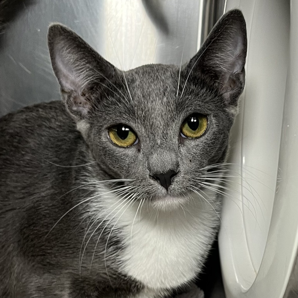 Shelter Stray Female Cat last seen , 4575 E Mesquite Ave, Palm Springs, CA 92264, USA