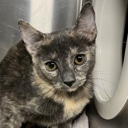Shelter Stray Female Cat last seen , 4575 E Mesquite Ave, Palm Springs, CA 92264, USA