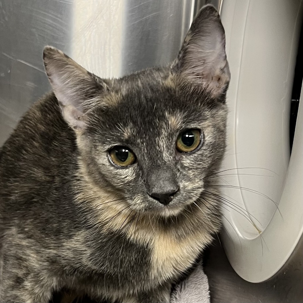 Shelter Stray Female Cat last seen , 4575 E Mesquite Ave, Palm Springs, CA 92264, USA