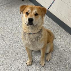 Shelter Stray Female Dog last seen , 5801 Graye Ln, Caldwell, ID 83607, USA