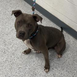 Shelter Stray Male Dog last seen , 5801 Graye Ln, Caldwell, ID 83607, USA