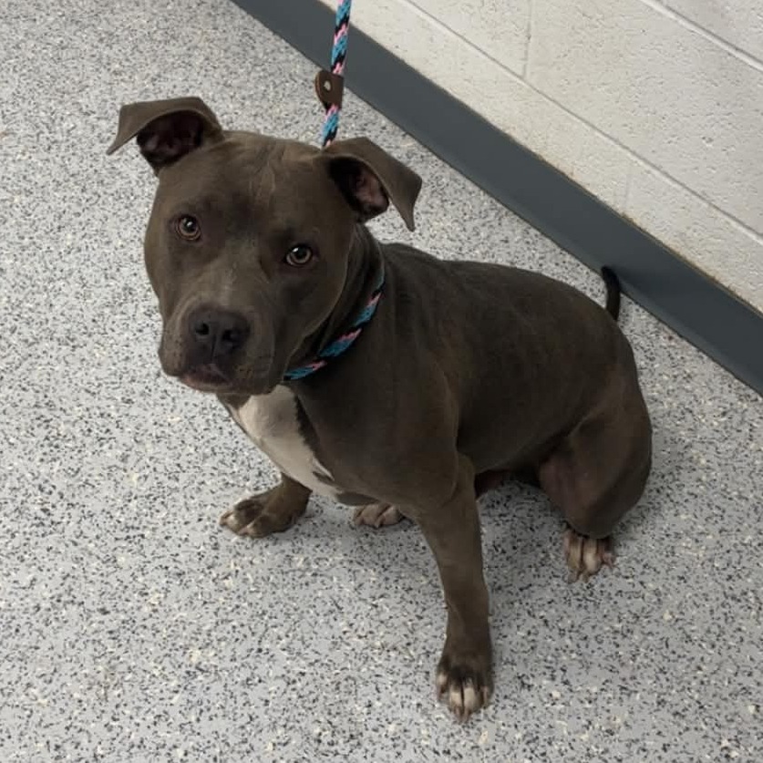 Shelter Stray Male Dog last seen , 5801 Graye Ln, Caldwell, ID 83607, USA