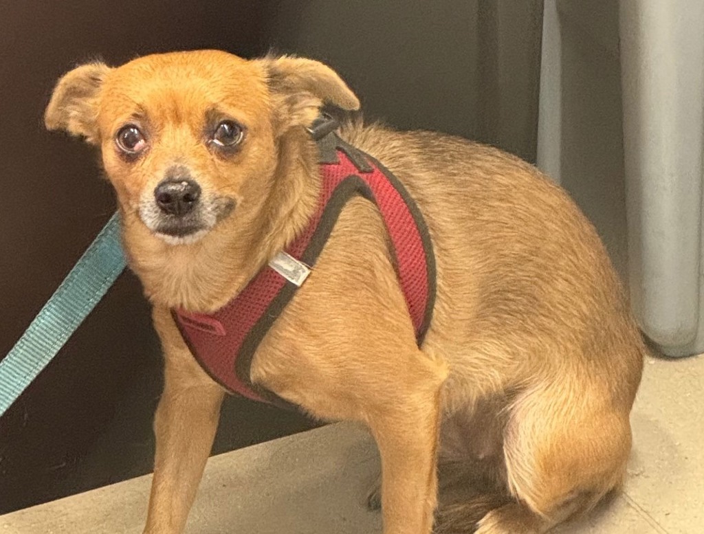 Shelter Stray Female Dog last seen Near Chambers Avenue, El Cajon, CA, 92020, El Cajon, CA 92020, USA