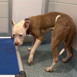 Shelter Stray Female Dog last seen , 980 Guilford College Rd, Greensboro, NC 27409, USA