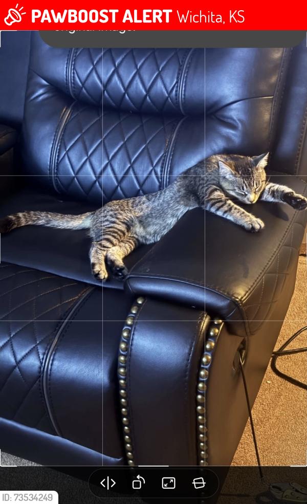 Lost Female Cat last seen Gold & Clark, Wichita, KS 67213