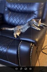 Lost Female Cat last seen Gold & Clark, Wichita, KS 67213