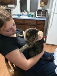 Reunited Female Cat last seen Kirkville rd, East Syracuse, NY 13057