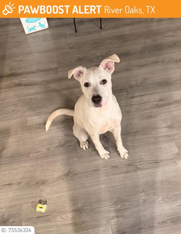 Found/Stray Male Dog last seen Trinity trails trailhead on isbel, River Oaks, TX 76114