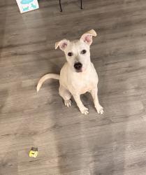 Found/Stray Male Dog last seen Trinity trails trailhead on isbel, River Oaks, TX 76114