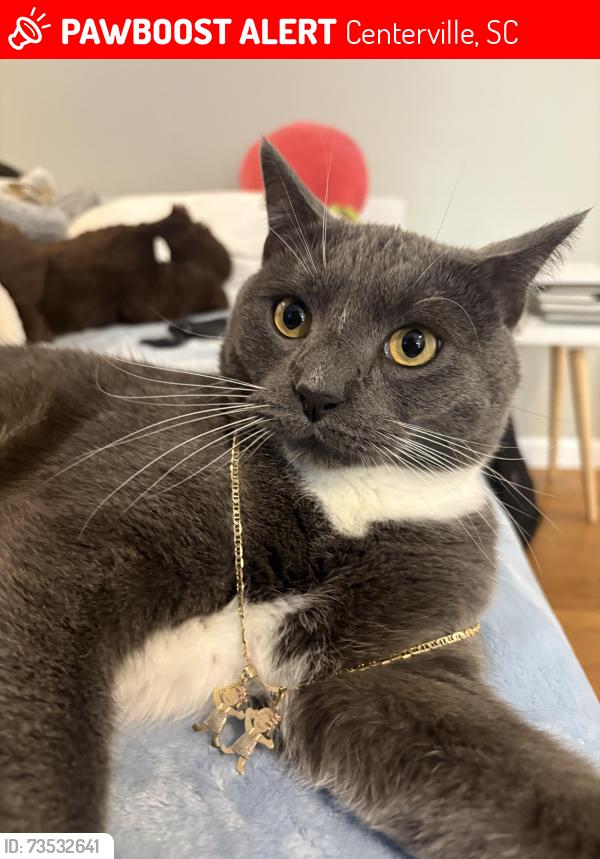 Lost Male Cat last seen Centerville Elementary anderson sc, Centerville, SC 29625