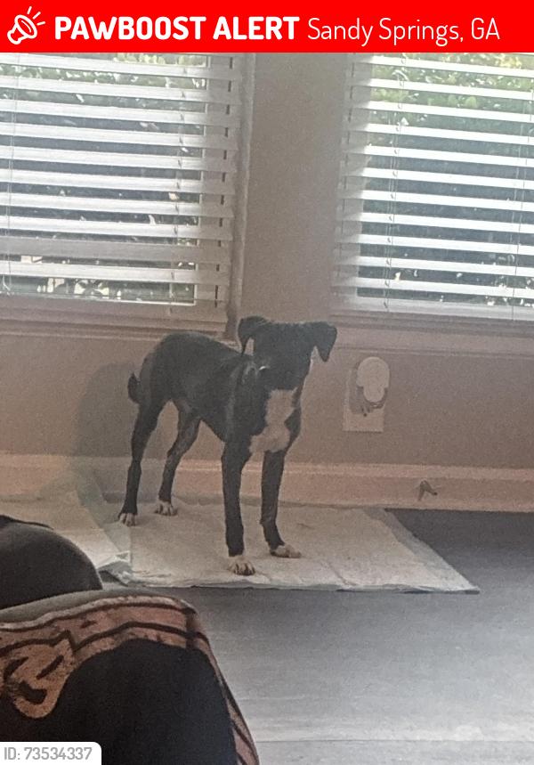 Lost Female Dog last seen Cimmaron pkwy, Sandy Springs, GA 30328