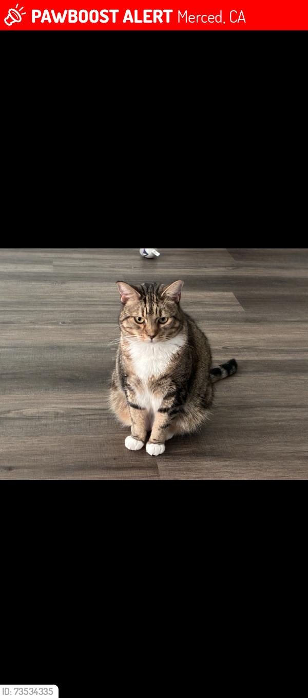 Lost Male Cat last seen halisan & bodie. down merced ave, Merced, CA 95341