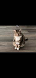 Lost Male Cat last seen halisan & bodie. down merced ave, Merced, CA 95341