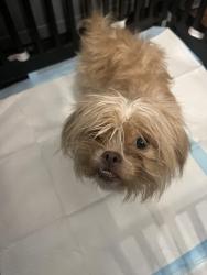 Found/Stray Female Dog last seen Smallwood Street, Baltimore, MD 21217