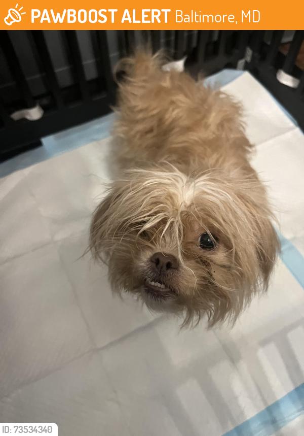 Found/Stray Female Dog last seen Smallwood Street, Baltimore, MD 21217