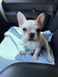 Lost Male Dog last seen Procter st & 12 ave Port Arthur, Tx, Port Arthur, TX 77642