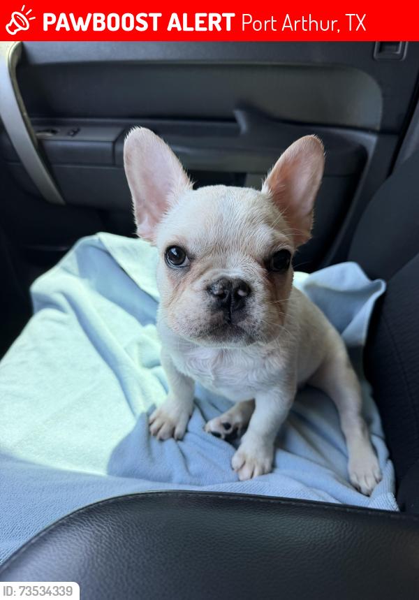 Lost Male Dog last seen Procter st & 12 ave Port Arthur, Tx, Port Arthur, TX 77642