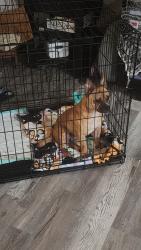 Found/Stray Male Dog last seen Reeceburg and Booze mountain, Floyd County, GA 30147