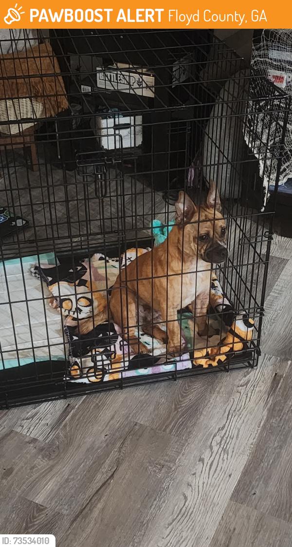 Found/Stray Male Dog last seen Reeceburg and Booze mountain, Floyd County, GA 30147
