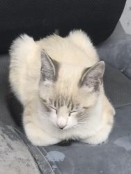 Lost Male Cat last seen Commercial, San Jose, CA 95112