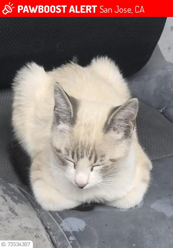 Lost Male Cat last seen Commercial, San Jose, CA 95112