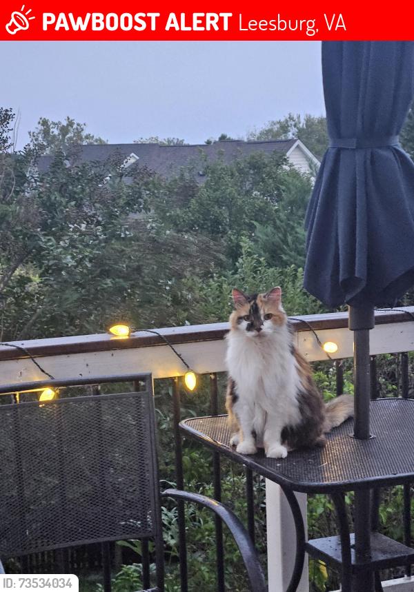 Lost Female Cat last seen Arcadian dr eagle rest dr, Leesburg, VA 20176