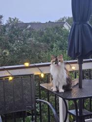Lost Female Cat last seen Arcadian dr eagle rest dr, Leesburg, VA 20176