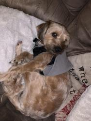 Reunited Male Dog last seen West Norwegian, Pottsville, PA 17901