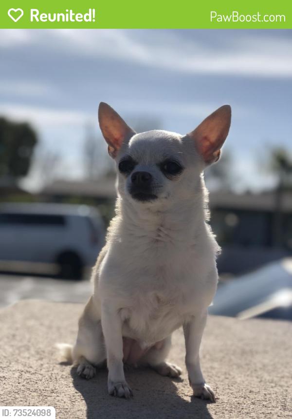 Reunited Female Dog last seen 45th Ave and Morten Ave, Glendale, AZ 85301