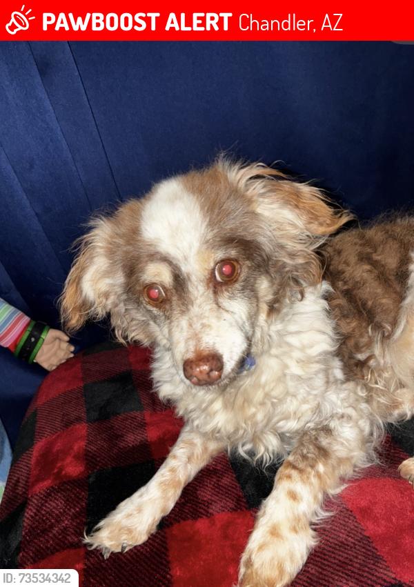 Lost Female Dog last seen E Chandler blvd and N Hamilton, Chandler, AZ 85225
