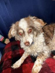 Lost Female Dog last seen E Chandler blvd and N Hamilton, Chandler, AZ 85225