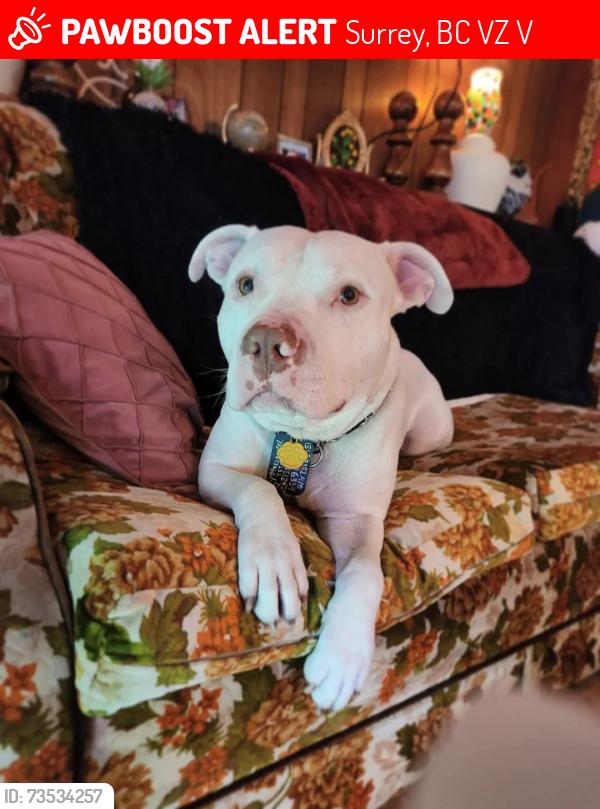 Lost Male Dog last seen Near 24 avenue, Surrey, BC V3Z 9V2