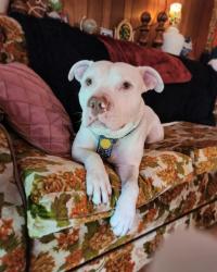Lost Male Dog last seen Near 24 avenue, Surrey, BC V3Z 9V2
