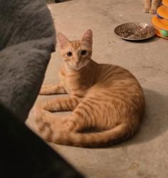 Lost Male Cat last seen Neighborhood near SoCo Tower Point apmts, College Station, TX 77845