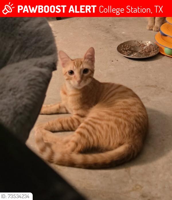 Lost Male Cat last seen Neighborhood near SoCo Tower Point apmts, College Station, TX 77845