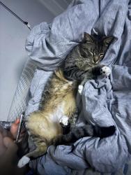 Lost Male Cat last seen Near NW Fifth Ct McMinnville, OR 97128 United States, McMinnville, OR 97128