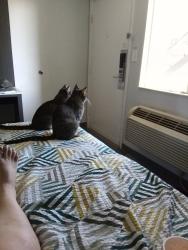 Lost Female Cat last seen Motel 6 on Clairemont Mesa Blvd 103, San Diego, CA 92117