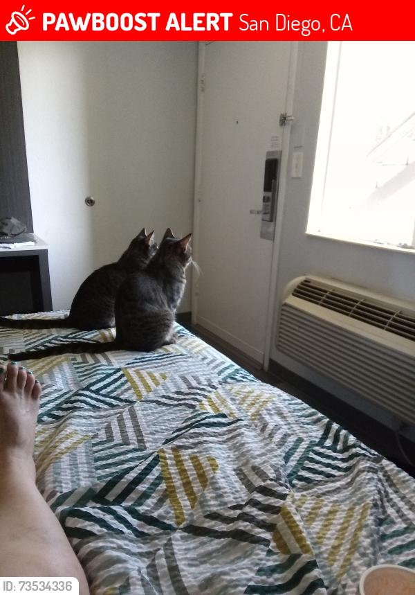 Lost Female Cat last seen Motel 6 on Clairemont Mesa Blvd 103, San Diego, CA 92117
