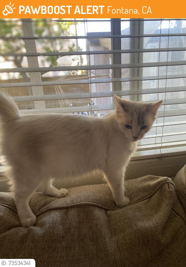 Found/Stray Female Cat last seen Sierra lakes pkwy, Fontana, CA 92336