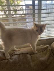 Found/Stray Female Cat last seen Sierra lakes pkwy, Fontana, CA 92336
