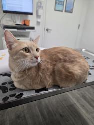 Lost Male Cat last seen J ave & 7th st national city, National City, CA 91950