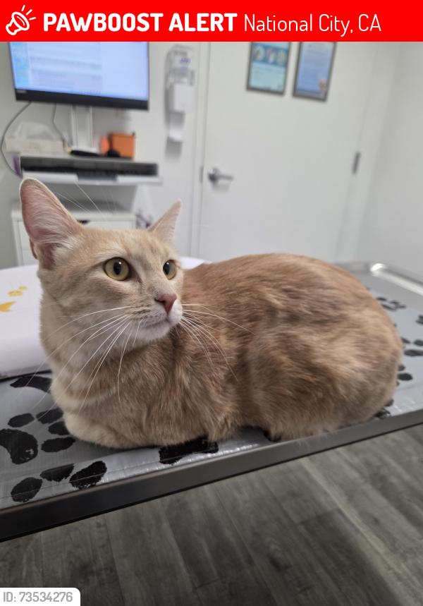 Lost Male Cat last seen J ave & 7th st national city, National City, CA 91950